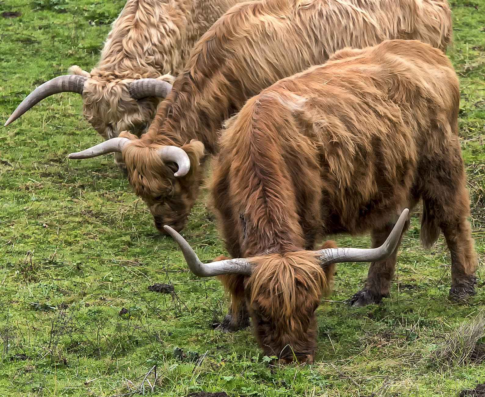 Mind the horns